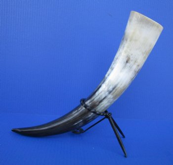 15 to 18 inches Polished Drinking Horns <font color=red> Wholesale</font> with Black Metal Stands -  10 @ $9.90 each