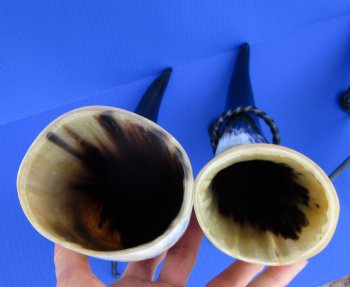 15 to 18 inches Polished Drinking Horns <font color=red> Wholesale</font> with Black Metal Stands -  10 @ $9.90 each
