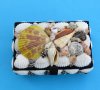6 inches long Rectangle Seashell Jewelry Box Lined with Black Felt for Seashell Decor - $8.99 each