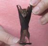 2-3/4 inches Preserved, Mummified Woolly Horseshoe Bats in their natural upside down resting position (rhinolophus luctus) - <font color=red> $22.99 </font> Plus $5.50 First Class Postage
