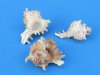 Small Murex Ramosus Seashells for Sale in Bulk, Chicoreus ramosus, 2 to 2-7/8 inches - Africana Case of 400  @.22 each;<font color=red> Wholesale: </font> 2 Cases of 400 each @ .14 each
