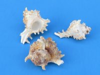 3 to 3-7/8 inches Small Murex Ramosus Shells - Case: 150 @ .50 each; 2 <font color=red> Wholesale Cases</font>  @ .31 each