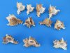 3 to 3-7/8 inches Small Murex Ramosus Shells for Sale in Bulk - Case of 150 @ .50 each; 2 <font color=red> Wholesale Cases</font> of 150 @ .31 each