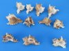 3 to 3-7/8 inches Small Murex Ramosus Shells - Case: 150 @ .50 each; 2 <font color=red> Wholesale Cases</font>  @ .31 each