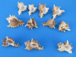 3 to 3-7/8 inches Small Murex Ramosus Shells - Case: 150 @ .50 each; 2 <font color=red> Wholesale Cases</font>  @ .31 each