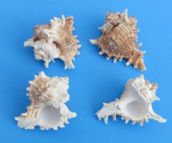 4 inches Ramose Murex Seashells - 12 @ $1.20 each 