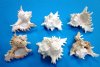 4 to 4-7/8 inches Bulk Case of Medium Ramose Murex Shells for Sale, Chicoreus ramosus - Case of 72 @ .81 each