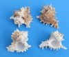4 inches Ramose Murex Seashells for Sale in Bulk  - Pack of 12 @ $1.02 each; Bulk Pack of 36 @ .82 each