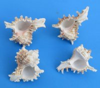 4 inches Ramose Murex Seashells - 12 @ $1.20 each 