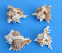 4 inches Ramose Murex Seashells - 12 @ $1.20 each 