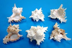 Medium Ramose Murex Shells <font color=red> Wholesale</font> 4 inches - Minimum: 2 Cases of 72 @ $.67 each