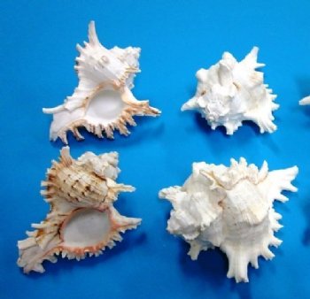 5 to 5-7/8 inches Murex Ramosus Shells <font color=red> Wholesale</font>, Rams Murex - Minimum: 2 Cases of 48 @ $1.12 each