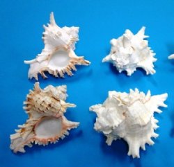 5 to 5-7/8 inches Murex Ramosus Shells <font color=red> Wholesale</font>, Rams Murex - Minimum: 2 Cases of 48 @ $1.12 each