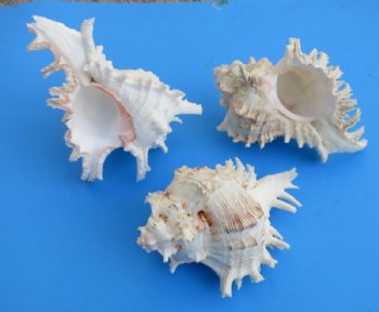 6 to 6-7/8 inches Ramose Murex Shells - 2 @ $8.80 each;  6 @ $7.95 each