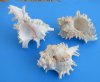 6 to 6-7/8 inches Ramose Murex Shells for Sale, Large White Shells with Frilly Branches - Packed 2 @ $8.80 each; Pack of 6 @ $7.95 each