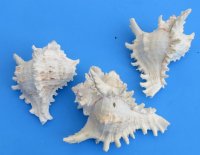 6 to 6-7/8 inches Ramose Murex Shells - 2 @ $8.80 each;  6 @ $7.95 each