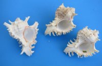 6 to 6-7/8 inches Ramose Murex Shells - 2 @ $8.80 each;  6 @ $7.95 each
