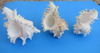 6 to 6-7/8 inches Ramose Murex Shells - 2 @ $8.80 each;  6 @ $7.95 each