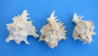 6 to 6-7/8 inches Ramose Murex Shells - 2 @ $8.80 each;  6 @ $7.95 each