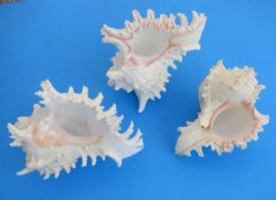 7 to 7-3/4 inches Large Ramose Murex Shells, Murex Ramosus for Sale  Pack of 1 @ $12.50 each; Pack of 3 @ $11.15 each;