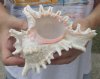 7 to 7-3/4 inches  Large Ramose Murex Shells, Murex Ramosus for Sale also sold Individually;  Pack of 1 @ $10.50 each; Pack of 3 @ $9.45 each; Pack of 12 @ $7.50 each; 