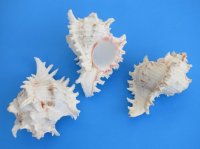 7 to 7-3/4 inches Giant Murex, Murex Ramosus Shells <font color=red> Wholesale</font> - Case: 36 @ $6.95 each