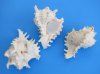 7 to 7-3/4 inches Case of 36 Wholesale Giant Murex, Murex Ramosus Shells for Sale - Case of 36 @ $5.25 each