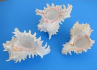 7 to 7-3/4 inches Large Ramose Murex Shells, Murex Ramosus for Sale  Pack of 1 @ $12.50 each; Pack of 3 @ $11.15 each;