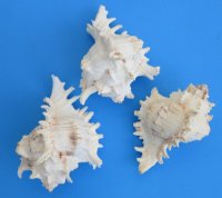 7 to 7-3/4 inches Large Ramose Murex Shells, Murex Ramosus for Sale  Pack of 1 @ $12.50 each; Pack of 3 @ $11.15 each;