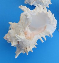 7 to 7-3/4 inches Giant Murex, Murex Ramosus Shells <font color=red> Wholesale</font> - Case: 35 @ $6.95 each