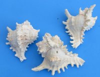 7 to 7-3/4 inches Giant Murex, Murex Ramosus Shells <font color=red> Wholesale</font> - Case: 35 @ $6.95 each