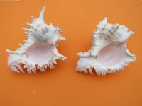 8 inches Ramose Murex Shells, Giant Murex - $15.30 each; 3 @ $13.60 each