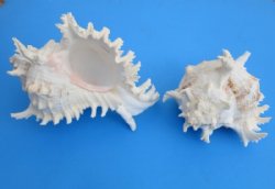 Large Ramose Murex Shells <font color=red>Wholesale</font>, Giant Murex, 8 to 8-7/8 inches -Case of 25 @ $8.50 each