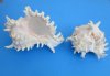 8 inches to 8-7/8 inches Ramose Murex Shells for Sale, Murex Ramosus, Giant Murex - Pack of 1 @ $15.30 each; Pack of 3 @ $13.60 each