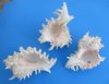 Wholesale  Large Ramose Murex Shells for Sale, Giant Murex, 8 to 8-7/8 inches -1 Case of 12 @  $7.50 each; 2 Wholesale Cases of 12 @ $6.75 each