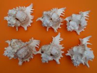 8 inches Ramose Murex Shells, Giant Murex - $15.30 each; 3 @ $13.60 each