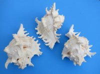 8 inches Ramose Murex Shells, Giant Murex - $15.30 each; 3 @ $13.60 each