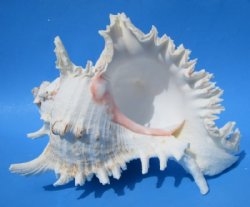 9 inches  Giant White Murex, Murex Ramosus Shell, Ramose Murex <font color=red> These are measured straight across and down to the tip of the shell</font> -  $24.99 each