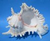 9 inches  Giant White Murex, Murex Ramosus Shell for Sale, Ramose Murex -  Pack of 3 @ $22.00 each; 