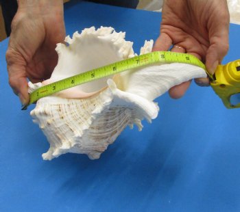 9 inches Giant Murex Ramosus Shells <font color=red> Wholesale</font> - 12 @ $14.00 <font color=red> These are measured straight across and then down to the tip of the shell</font> 