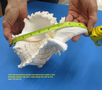9-1/4 inches Ramose Murex Shell - Buy this one for $29.99