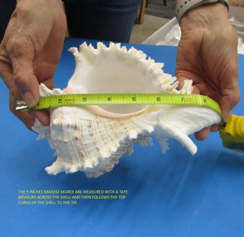 9 inches Giant Murex Ramosus Shells <font color=red> Wholesale</font> - 12 @ $14.00 <font color=red> These are measured straight across and then down to the tip of the shell</font> 