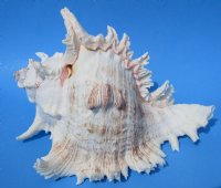 9 inches  Giant White Murex, Murex Ramosus Shell for Sale, Ramose Murex -  $22.99 each
