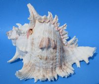 9 inches  Giant White Murex, Murex Ramosus Shell, Ramose Murex <font color=red> These are measured straight across and down to the tip of the shell</font> -  $24.99 each