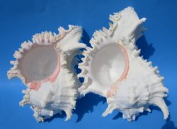 9 inches Giant Murex Ramosus Shells <font color=red> Wholesale</font> - 12 @ $14.00 <font color=red> These are measured straight across and then down to the tip of the shell</font> 