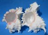 9 inches <font color=red> Wholesale Large</font> Giant Murex Ramosus Shells for Sale, Ramose Murex Shells in Bulk - Case of 7 @ $14.00 each