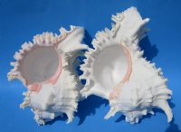 9 inches  Giant White Murex, Murex Ramosus Shell for Sale, Ramose Murex -  $22.99 each