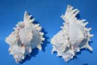 9 inches  Giant White Murex, Murex Ramosus Shell, Ramose Murex <font color=red> These are measured straight across and down to the tip of the shell</font> -  $24.99 each