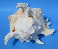 9 inches Giant Murex Ramosus Shells <font color=red> Wholesale</font> - 12 @ $14.00 <font color=red> These are measured straight across and then down to the tip of the shell</font> 