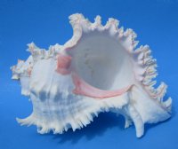 9 inches  Giant White Murex, Murex Ramosus Shell, Ramose Murex <font color=red> These are measured straight across and down to the tip of the shell</font> -  $24.99 each